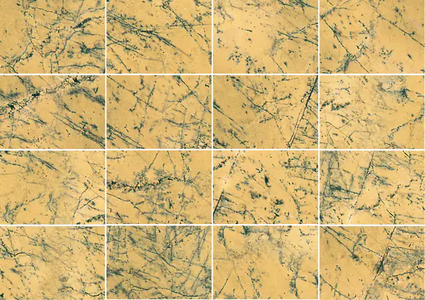 رخام أماريلو ماكيل الإسباني مطابقة كتاب مفتوح