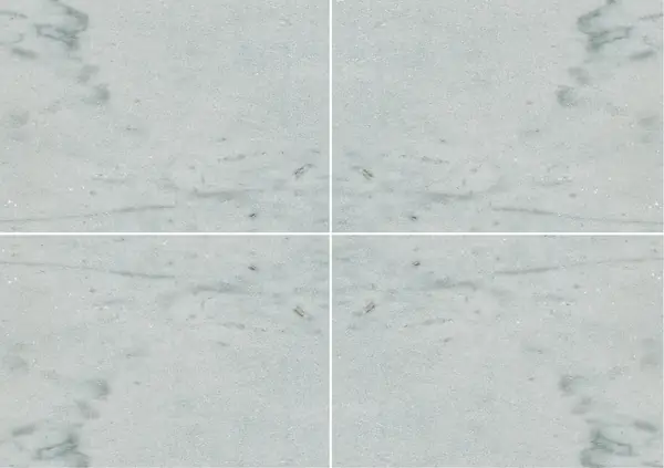 رخام برديليتو الإيطالي عروق متتابعة