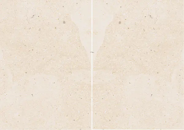 رخام كريمو صقلية الإيطالي مطابقة ربع كتاب