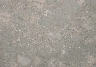 fossil limestone portuguese