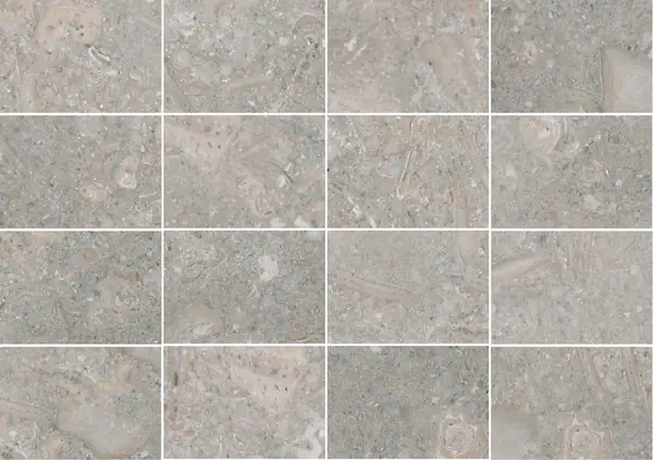 حجر جيري أحفوري برتغالي مطابقة كتاب مفتوح