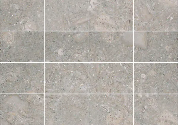 حجر جيري أحفوري برتغالي مطابقة كتاب مزدوج مفتوح