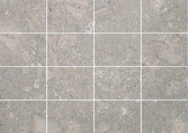 حجر جيري أحفوري برتغالي مطابقة ربع كتاب