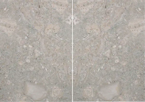 حجر جيري أحفوري برتغالي مطابقة ربع كتاب