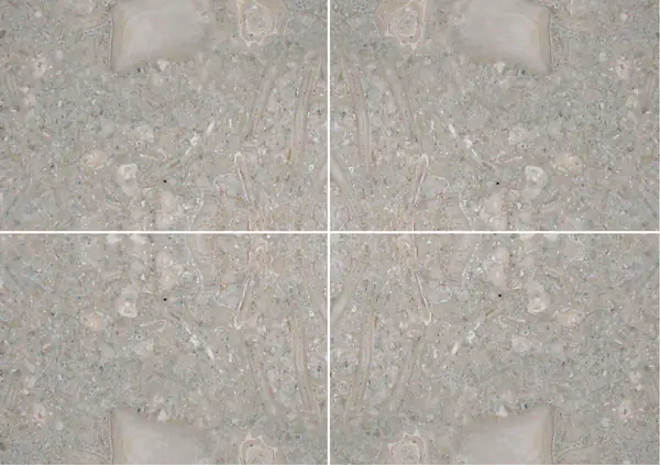 حجر جيري أحفوري برتغالي عروق متتابعة