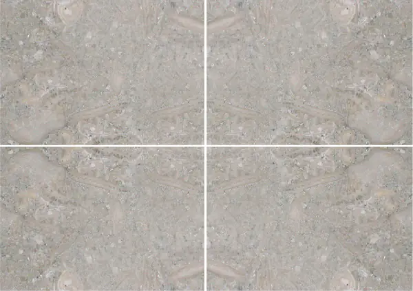 حجر جيري أحفوري برتغالي عروق غير متطابقة