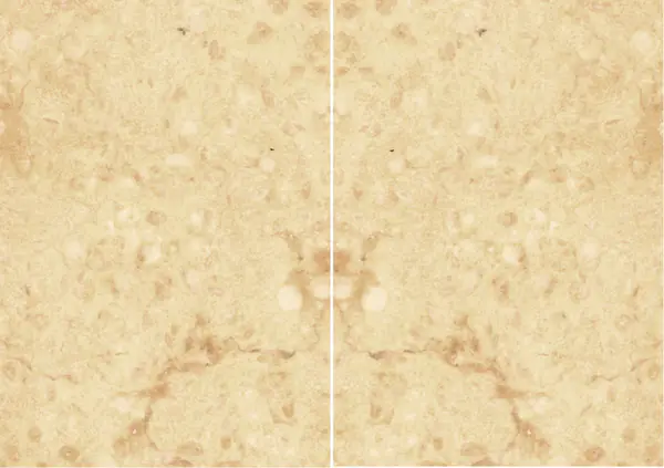 رخام جيالو كليوباترا المصري مطابقة ربع كتاب