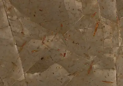 jurassic brown moroccan marble