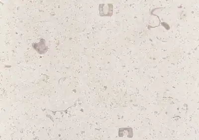 massangis french limestone