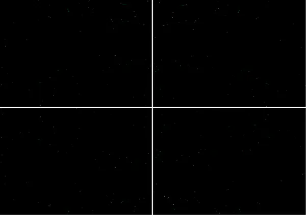 رخام نيرو بلجيو البلجيكي عروق متتابعة