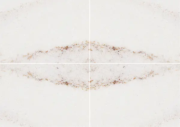 رخام باليساندرو بيانكو الإيطالي عروق متتابعة