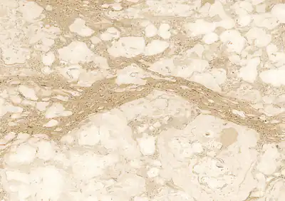 perlatino italian marble
