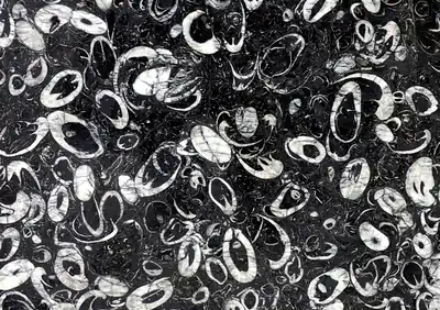 sea shell chinese marble
