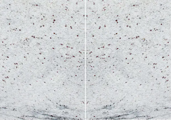 جرانيت ثاندر وايت الهندي مطابقة ربع كتاب