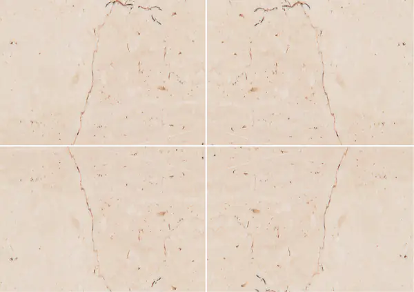 رخام إيطالي تراني فيوريتو عروق متتابعة