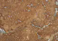 Travertino Noce In Falda Italian Travertine