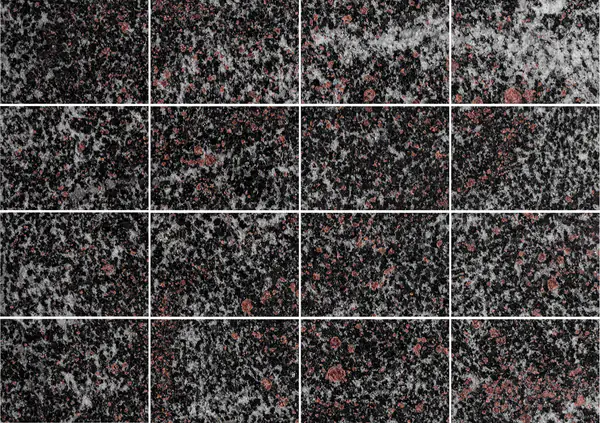 التندرا - غروب الشمال (الأمفيبوليت العقيق) الجرانيت الروسي مطابقة كتاب مزدوج مفتوح