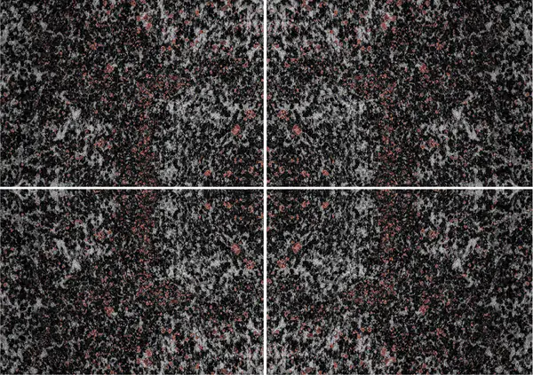 التندرا - غروب الشمال (الأمفيبوليت العقيق) الجرانيت الروسي عروق غير متطابقة