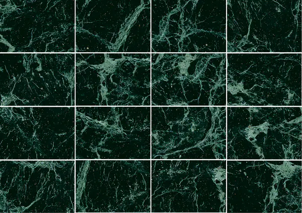 رخام فيردي ألبي الإيطالي مطابقة كتاب مفتوح