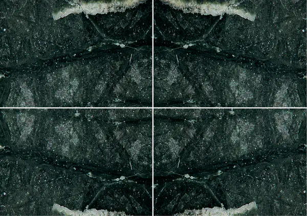 رخام فيردي غواتيمالا الهندي عروق متتابعة